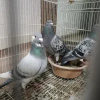 کبوتر سبز آلمانی پلاکی. سفید آلمانی. ساده