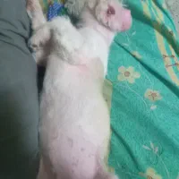 سگ پا کوتاه بازیگوش