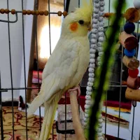 عروس هلندی ماده اماده