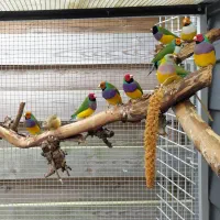 فنج گلدین|پرنده|خاش, |دیوار