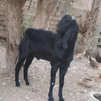 پازن پاکستانی