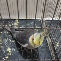 پرنده|پرنده|گرگان, |دیوار