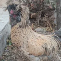 خروس کاکولی