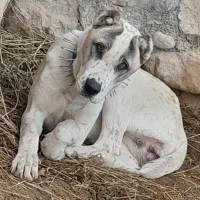 ماده الابای میکس و افغان