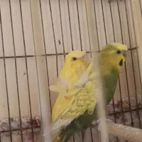 عروس هلندی .مرغ عشق کبوتر