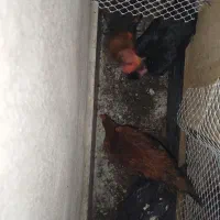 مرغ و جوجه محلی