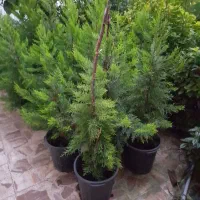 فروش گل و گیاه|گل و گیاه طبیعی|رودسر, |دیوار