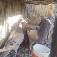 خطی. کاغذی
