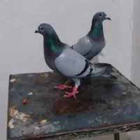 کبوتر پلاکی مسافتی