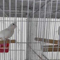 عروس هلندی آلبینو نر و ماده|پرنده|اصفهان, سروستان|دیوار