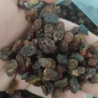 بار خوشک|عمده‌فروشی|دلیجان, |دیوار