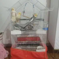 عروس هلندی|پرنده|صومعهسرا, |دیوار