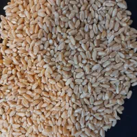 گندم آبی و دیم|خدمات باغبانی و درختکاری|بروجرد, |دیوار