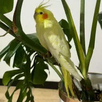 طوطی سالم و سرحال و مرتب