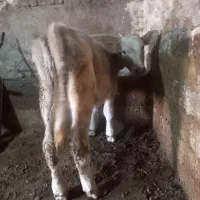 دوگ ماده سوئیس آرگاژن