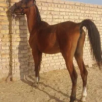 اسب نریون ۲سال و نیم سواری دار|اسب و تجهیزات اسب‌سواری|رشت, آزادگان|دیوار