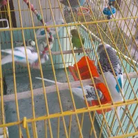 مرغ عشق زیبا|پرنده|گلستان (تهران), |دیوار