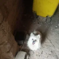 پامر سفید نر دوساله اجتماعی فی ۱۱