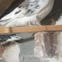 کبوتر فراری