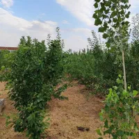 باغچه سند دار 600 میلیون