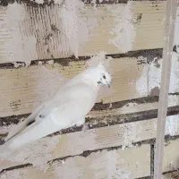 کبوتر کاکلی نر