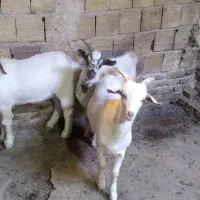 نر بز وبزغاله نر|حیوانات مزرعه|فریمان, |دیوار