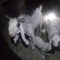 نری گلابی
