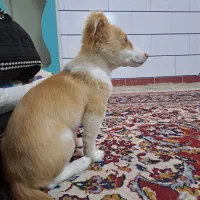 حیوانات خانگی