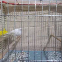 قناری نر|پرنده|کرمان, |دیوار