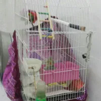 قفس بزرگ پرنده درحدنو