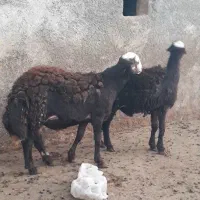 بره قوچ