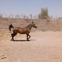 اسب مادیان