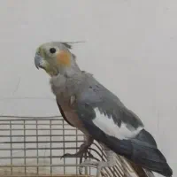 دوعدد عروس هلندی|پرنده|پاکدشت, پاکدشت (مامازند)|دیوار