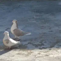 کبوتر ساده زرد