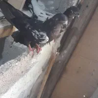 کبوتر|پرنده|شادگان, |دیوار