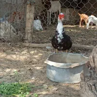 اردک نر خارجی|حیوانات مزرعه|ایرانشهر, |دیوار