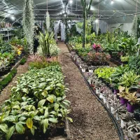 انواع گل برای هدیه روز مادر