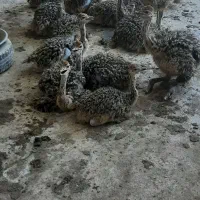 سلام فروش جوجه شترمرغ