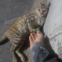 گربه گمشده|حیوانات|تهران, خرمشهر|دیوار