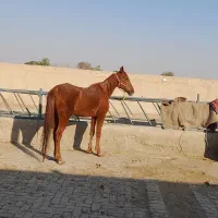 مادیون عرب یسر مدارک دار تعزیه رو|اسب و تجهیزات اسب‌سواری|پیشوا, |دیوار