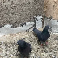 کفتر پرشی تیر ماه|پرنده|اردکان, |دیوار