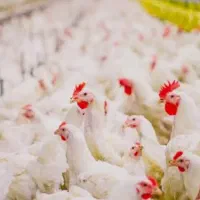 مرغداری سراوان و اطراف سراوان آماده نیمه آماده....