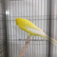 رسمی بلند|پرنده|اصفهان, شهرک ولیعصر|دیوار