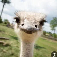 فروش پی،پر،پوست شترمرغ