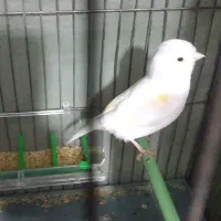 پرنده