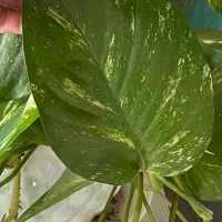 پتوس- مرجان - بنفشه