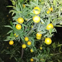 نارنگی انشو نارنگی یافا درجه یک|خوردنی و آشامیدنی|قائم‌شهر, |دیوار