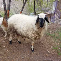 بره نر  و میش آبسن