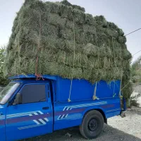 خریدار بیده هستم
