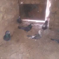 کفتر المانی|پرنده|سده (خراسان جنوبی), |دیوار